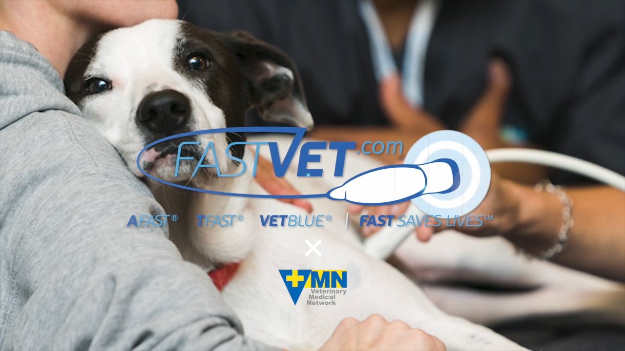 VMN セミナー情報 FAST | Veterinary Medical Network